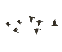 birds flying